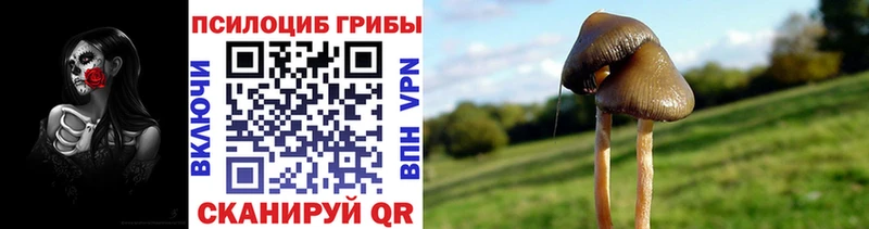 Псилоцибиновые грибы Psilocybine cubensis  Карпинск 